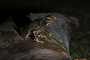 Prints of Toad sp Tambopata Peru Toad Prints: Toad Print from Tambopata Peru