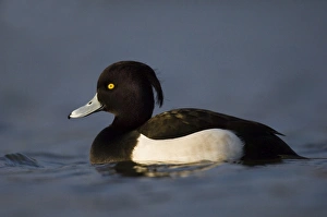 Tufted Duck Aythya fuligula male Northumberland winter Tufted Duck Aythya fuligula male Northumberland winter