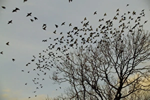 Waxwing flock going to roost Northumberland November 2004 Waxwing flock going to roost Northumberland November 2004