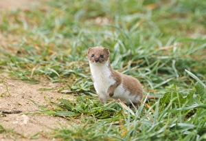 Weasel Mustela nivalis East Bank Cley Norfolk April Weasel Mustela nivalis East Bank Cley Norfolk April