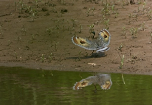 David Tipling Wildlife Photographer Prints: Wedding