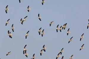 White Pelican Pelecanus onocrotalus thermalling flock over Lake Nakuru Kenya July White Pelican Pelecanus onocrotalus thermalling flock over Lake Nakuru Kenya July