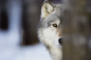 Wolf Canus lupus Minnesota N America January (C) Wolf Canus lupus Minnesota N America January (C)