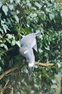 Wood Pigeon Columba palumbus feeding on Ivy berries in garden Norfolk UK winter Wood Pigeon Columba palumbus feeding on Ivy berries in garden Norfolk UK winter