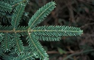 Plant Identification Guide Prints: Abies vejarii Leaf / Upper