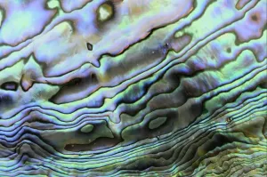 Abalones Prints: Paua Shell Interior Layer Print