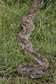 African Rock Python Prints: African Rock Python