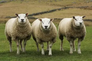 Sheep Prints: Domestic Sheep Print, Beltex and Texel Rams in Field, England