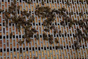 Western Honey Bees Prints: A barrier is placed between the brood frames in the lower part of the hive and the upper super frames
