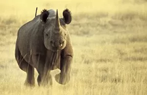 Rhino Collection: Black Rhinoceros (Diceros bicornis) adult male, charging, Etosha N. P. Namibia