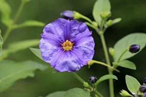 Spring Collection: Blue Potato Bush (Solanum rantonnetii) close-up of flower, growing in garden, Germany, August