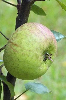 Malus Domestica Prints: Bramley Apple