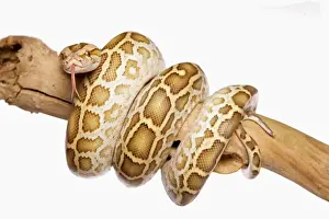 Reptile Photography Studio Prints: Burmese Python (Python molurus bivittatus) immature, coiled on branch