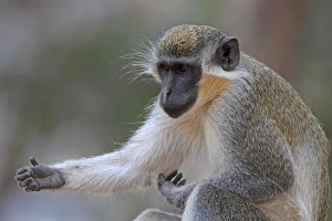 Green Monkey Prints: Callithrix Monkey Print, Adult Scratching Arm