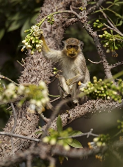 West African Monkeys Prints: Callithrix Monkey (Cercopithecus sabaeus) young
