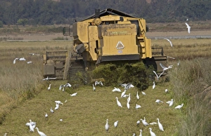 Extremadura Nature Photography Prints: Cattle Egret (Bubulcus ibis) flock