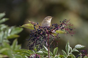 Spring Migration Birds UK Prints: Chiffchaff on Elderberries