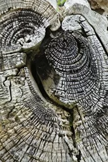 Annular Collection: Close-up of dead tree trunk, Jersey, Channel Islands, May