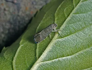 Green Leaf Insect Prints: Codlin Moth (Cydia pomonella) On underside of green leaf