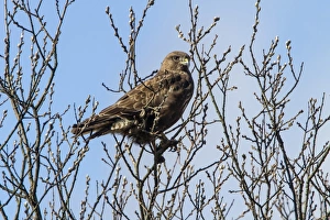 Springtime Nature Photography UK Prints: Common Buzzard on Willow tree in early spring