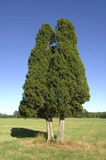 Juniperus Communis Prints: Common Juniper (Juniperus communis) habit, two mature trees in field, Sweden