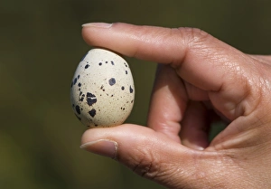 Common Quail Print, Handheld Image