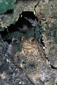 Bufo Bufo Species Prints: Common Toad (Bufo bufo)
