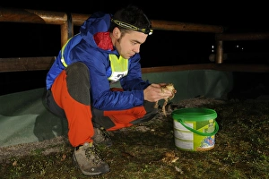 European Nature Conservation Prints: Common Toad (Bufo bufo) adults