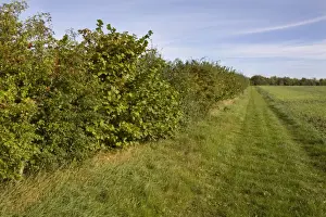 British Autumn Landscapes Prints: Conservation hedgerow and field margin opened as footpath, Hampshire, England, september