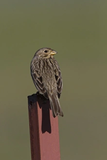 Bird On Fence Post Prints: Corn Bunting perched on fence post. - Spain Extremadura