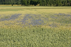 Swedish Wildflowers Prints: Cornflower (Centaurea cyanus) flowering, growing as weed in wheat field, Sweden