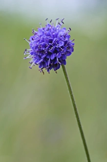 Succisa Pratensis Prints: Devils Bit Scabious (Succisa pratensis) flowering