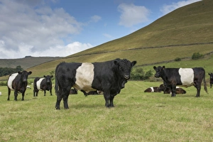 Belted Galloway Prints: Belted Galloway Cattle Print
