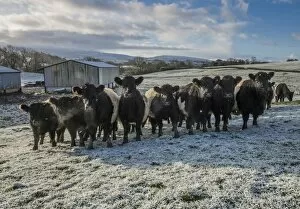 Spring Collection: Domestic Cattle, Belted Galloway beef herd, standing in frost covered pasture, Brough