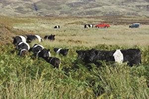 Belted Galloway Prints: Belted Galloway Cattle Print