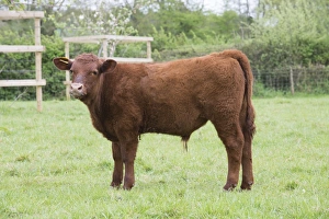 UK Farm Animals Prints: Domestic Cattle, Red Ruby Devon calf, standing in pasture, Exeter, Devon, England, May