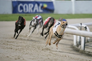 Dog Racing Prints: Greyhound Racing Print