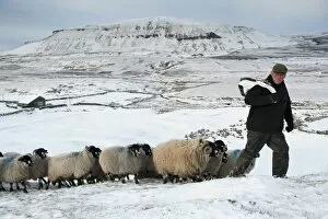 Spring Collection: Domestic Sheep, Dalesbred, flock, with shepherd leading on snow covered moorland, near Pen-y-ghent