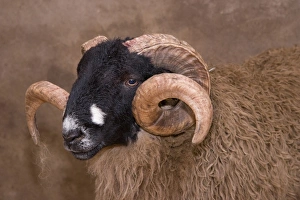 Sheep Prints: Dalesbred Ram Print