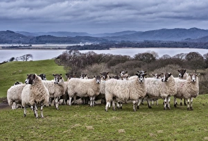 Domestic Sheep Print, River Leven Landscape