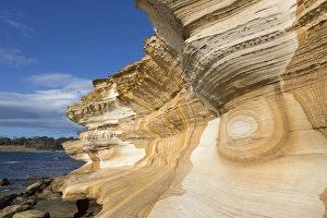 Eroded Sandstone Cliffs Prints: Eroded sandstone sea cliffs, Painted Cliffs