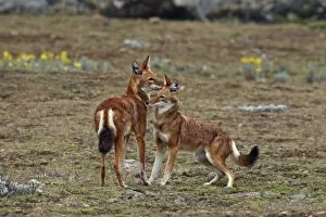 Afro Alpine Collection: Ethiopian Wolf (Canis simensis) adult pair, greeting each other, Bale Mountains, Oromia, Ethiopia
