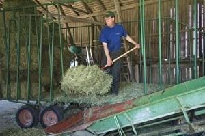Rural Sweden Landscape Prints: Farmer unloading small bales from wagon onto elevator in barn, Sweden