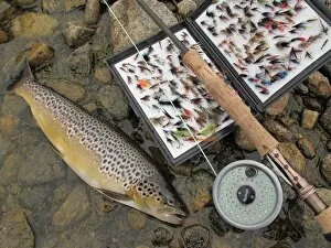 Spring Collection: Fly fishing, Brown Trout (Salmo trutta) catch with rod and fly box, on machair loch, South Uist