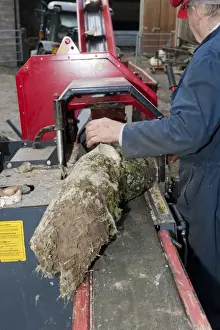 Forestry Worker Prints: Forestry worker loading timber onto logging and splitter bench, Cumbria, England, May