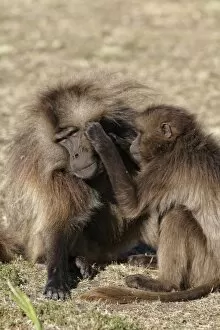 Afro Alpine Collection: Gelada (Theropithecus gelada) adult male being groomed by female, Simien Mountains, Ethiopia
