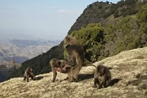 Afro Alpine Collection: Gelada (Theropithecus gelada) adult pair, mating, male forcing himself onto female