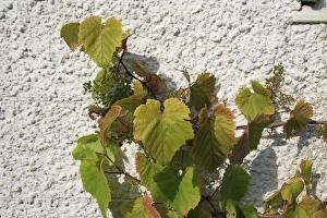 Vitis Vinifera Prints: Grape (Vitis vinifera) leaves and developing fruit