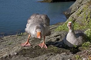 Amlwch Collection: Greylag Goose (Anser anser) x Domestic Goose (Anser anser domesticus) hybrids, adult pair