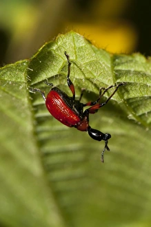 Kent Wildlife Prints: Hazel Leaf-roller Weevil (Apoderus coryli) adult